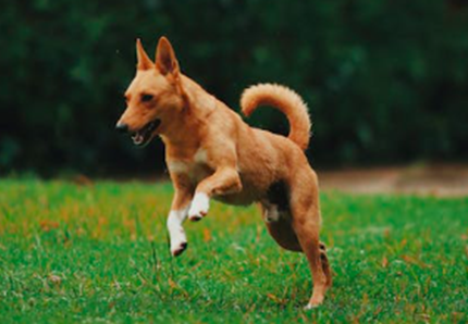 Il fitness si fa con il cane